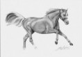 /album/jana-sefcova/horse-jpg/